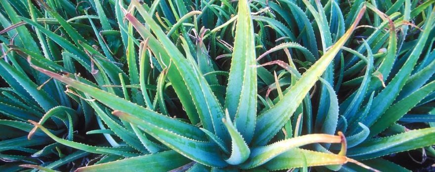 bienfaits aloe vera