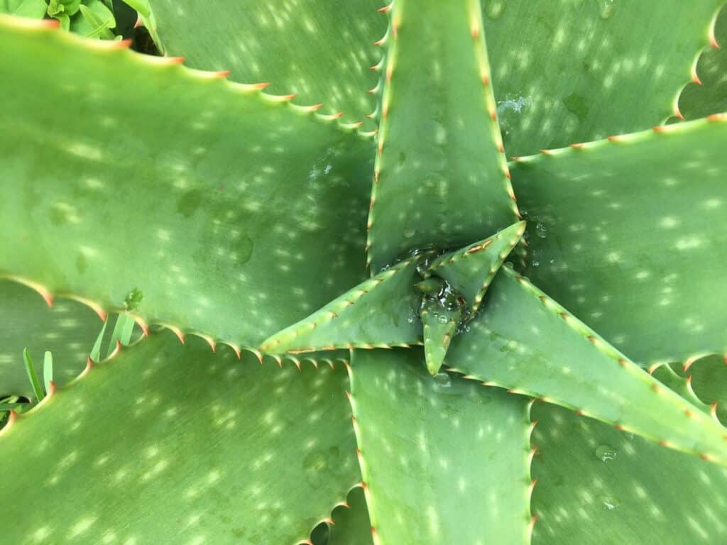plante danger