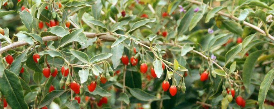 arbuste fruit rouge