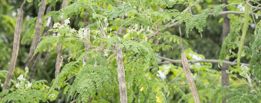 Moringa oleifera