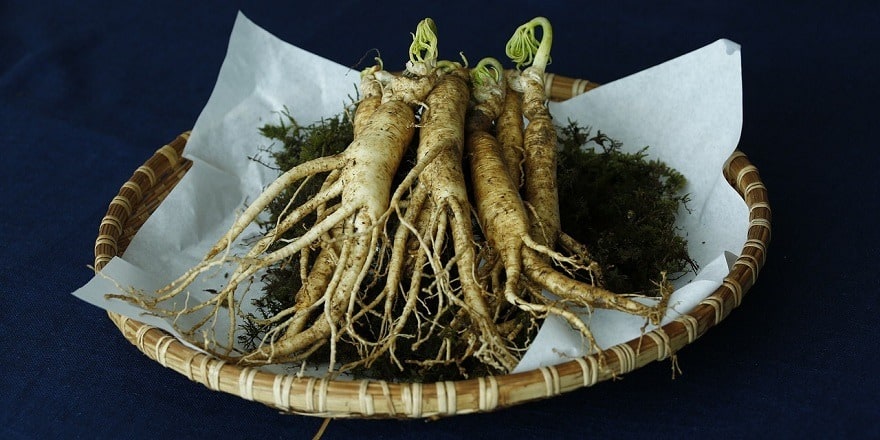 ginseng americain sibérien