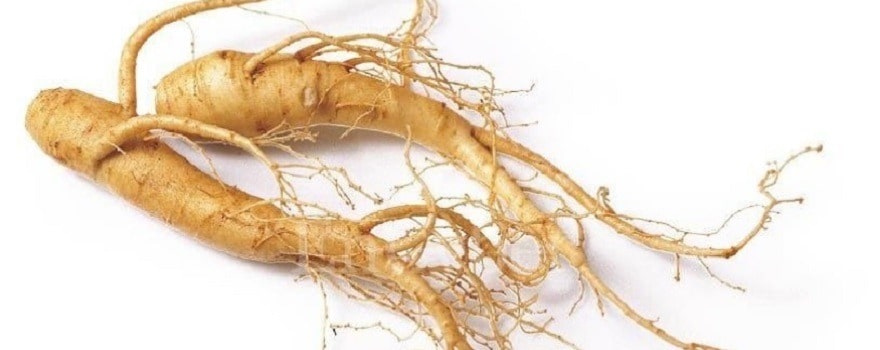 ginseng bio