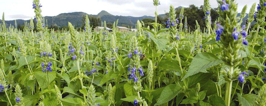 salvia hispanica