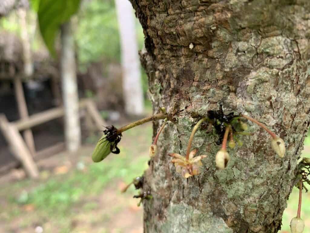 fleur de cacao