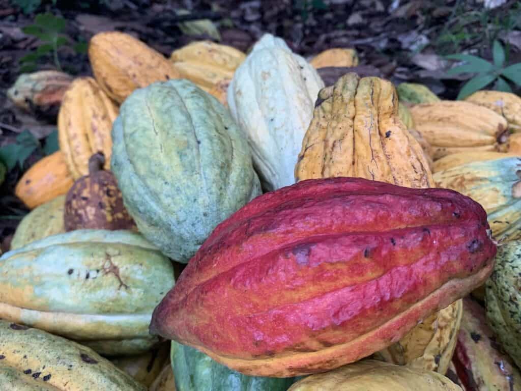 cacao criollo pérou wasi-manta