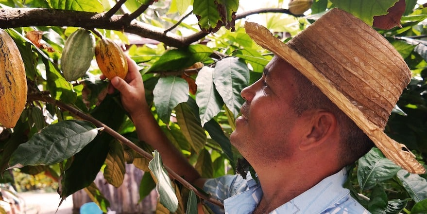 culture et marché du cacao