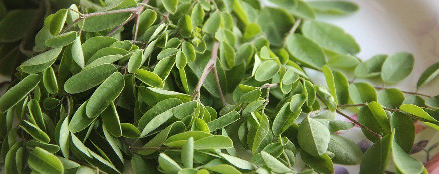 moringa feuilles bio