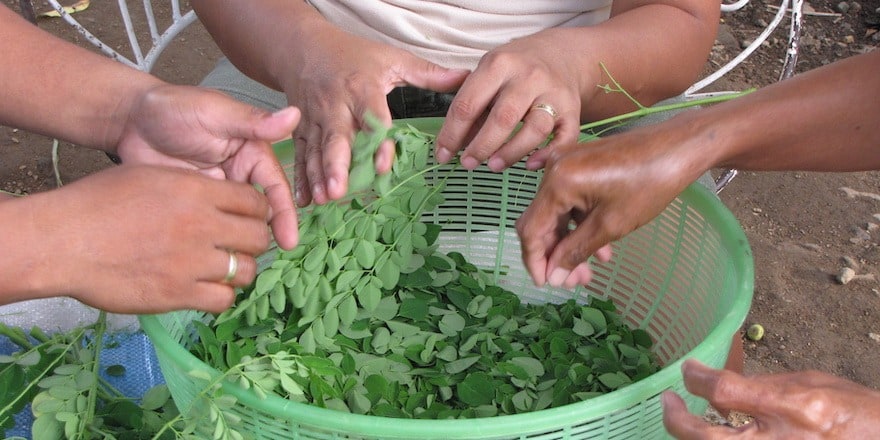 moringa bio