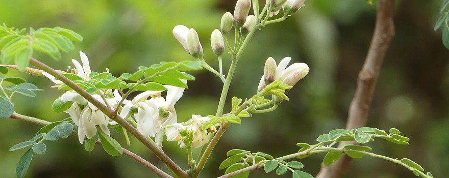 moringa plante