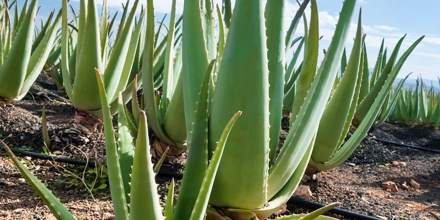 aloe vera bio