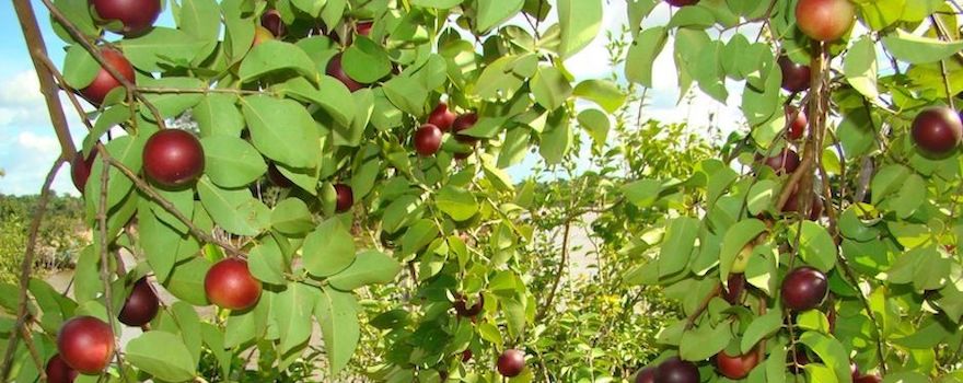 bienfaits camu camu