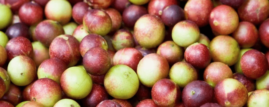 camu camu vitamine c