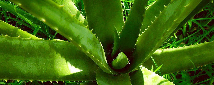 aloe vera cru