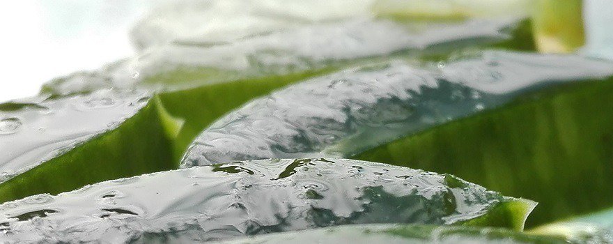 aloe vera recettes