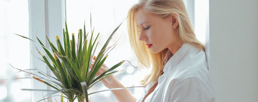 aloe vera cheveux