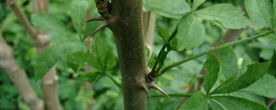 ginseng sibérien