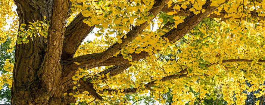 ginkgo biloba arbre