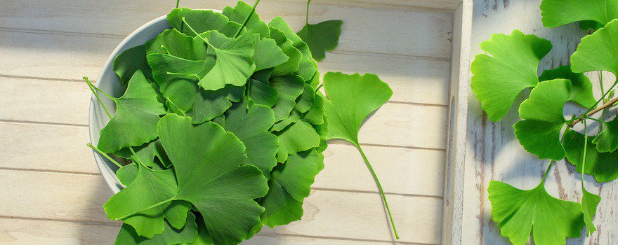 ginkgo biloba bienfaits