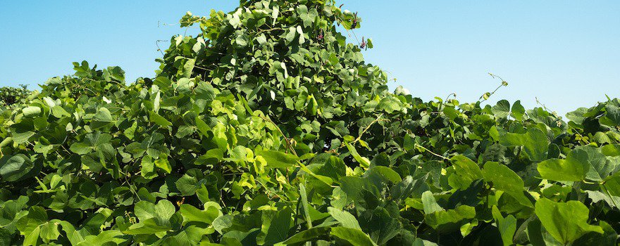 kudzu bio