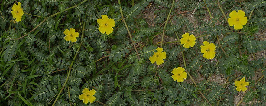 tribulus