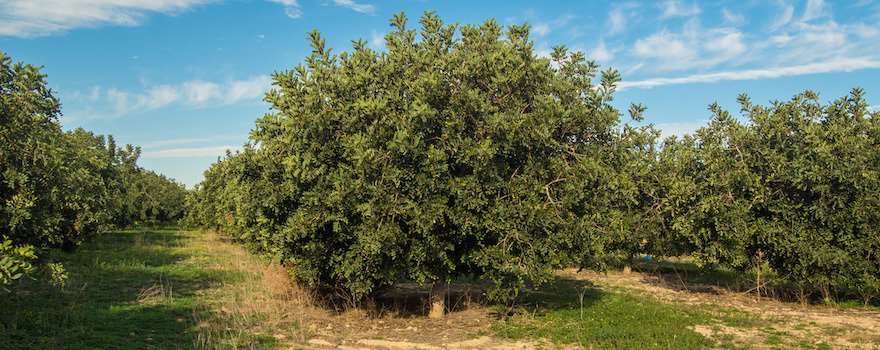 caroube arbre