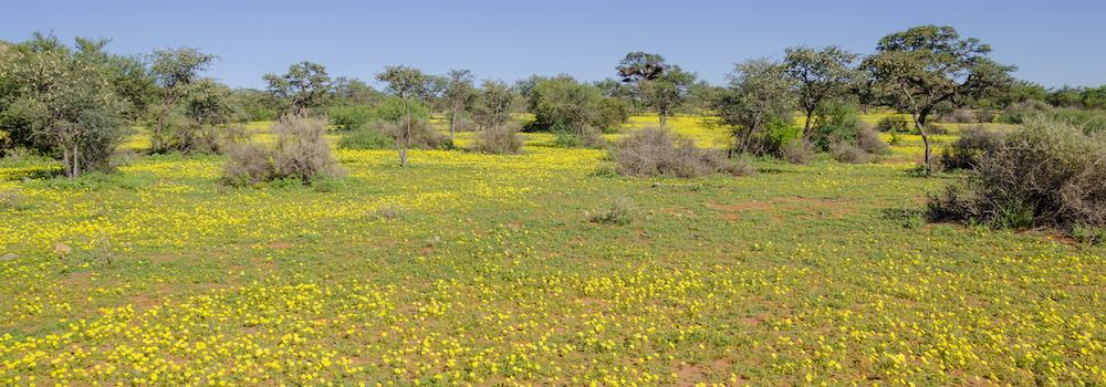 tribulus terrestris