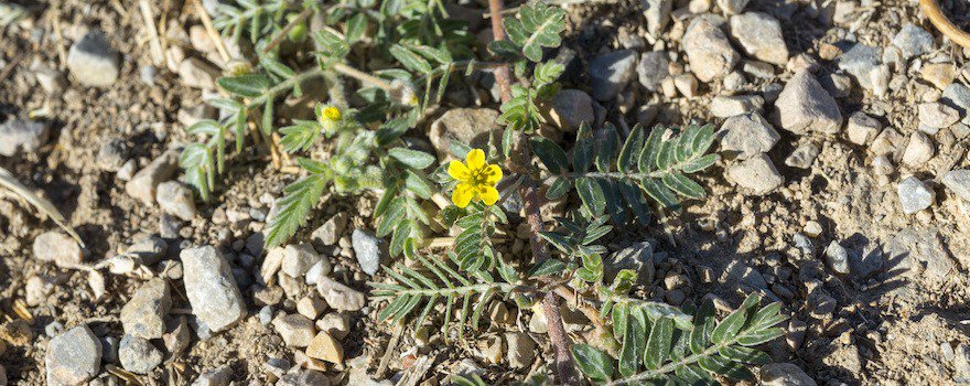 Tribulus terrestris