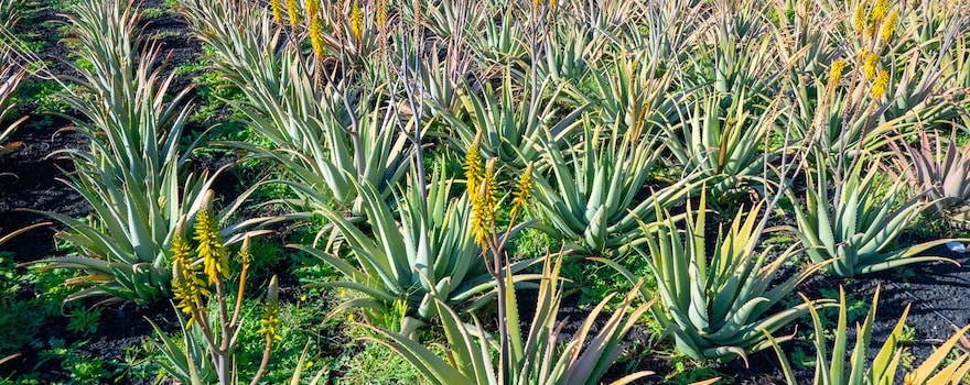 aloe vera gel