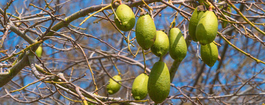 poudre de baobab