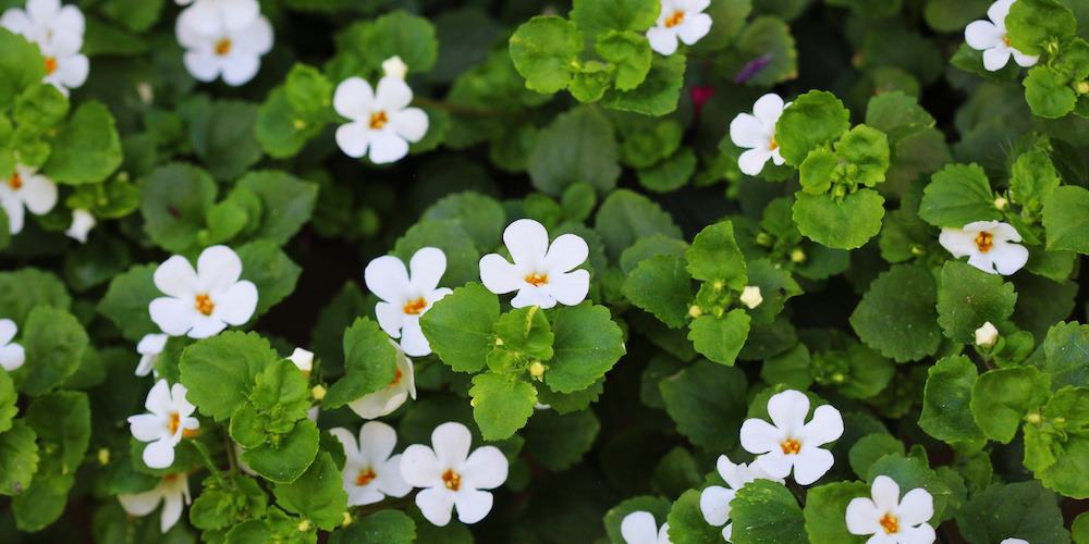 bacopa