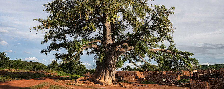 fruit du baobab