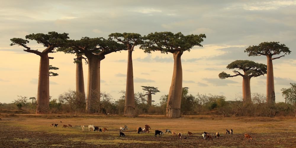 baobab