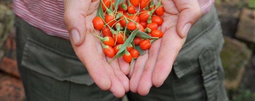 baies de goji bio