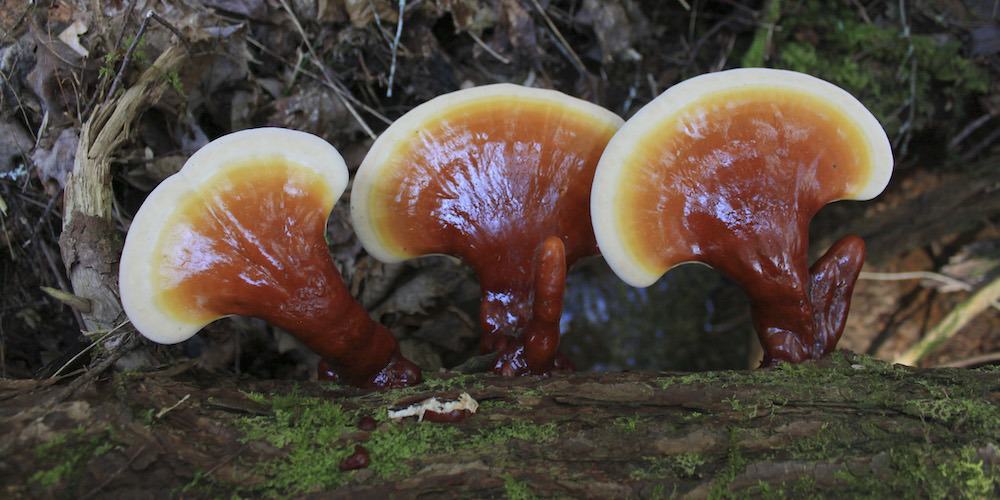 champignon chinois