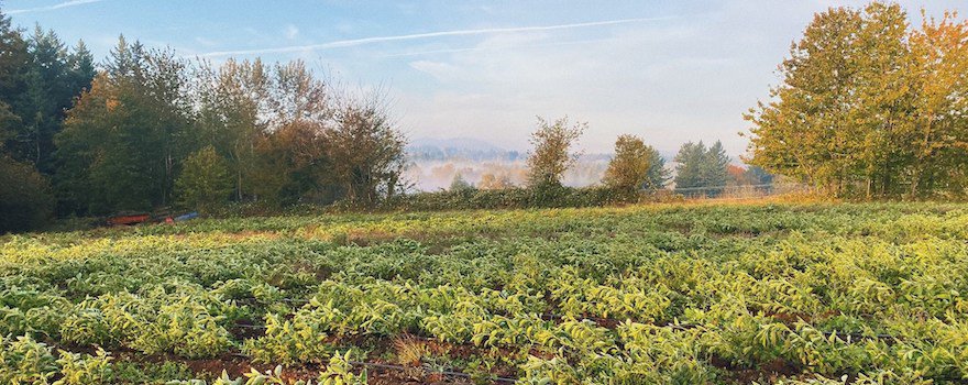 ashwagandha interdit en france