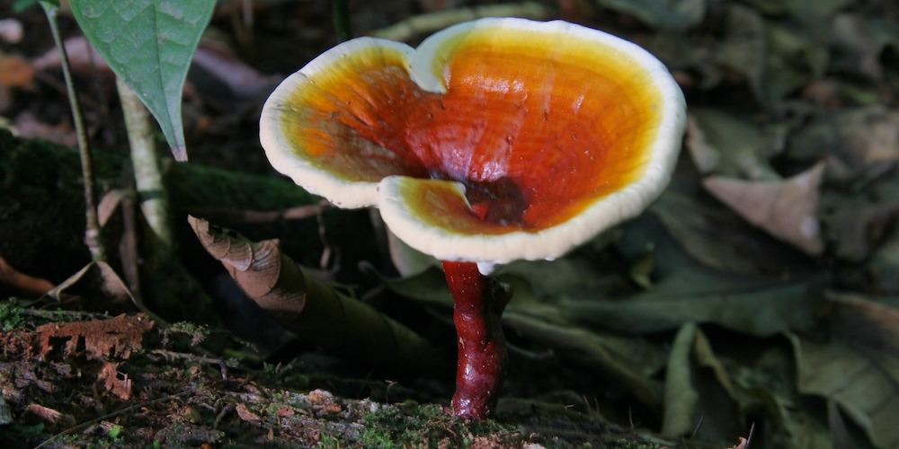 reishi bienfaits