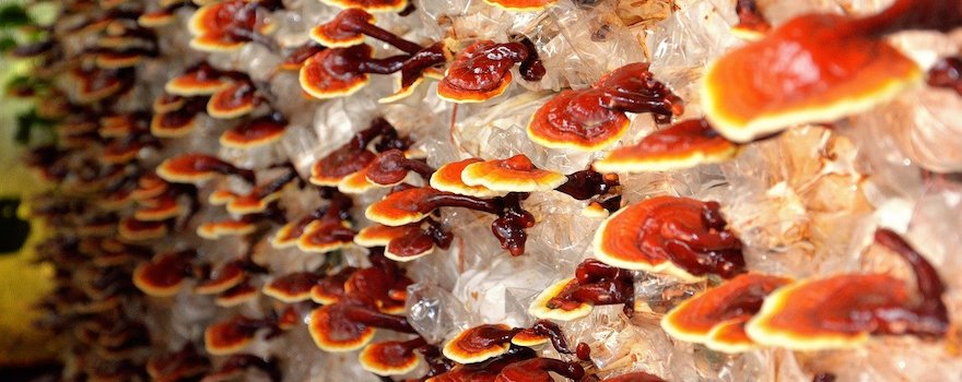 reishi rouge