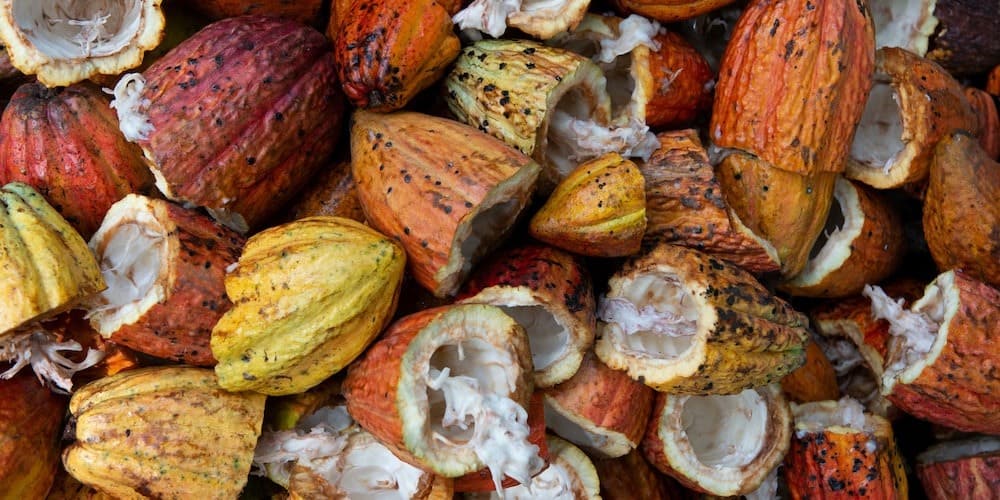 cacao commerce équitable