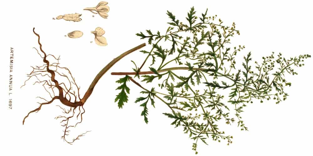 artemisia coronavirus