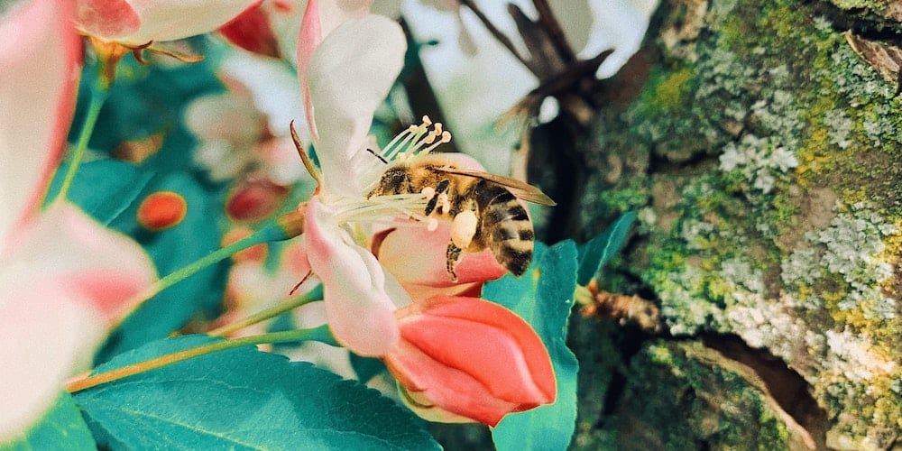 spiruline abeilles