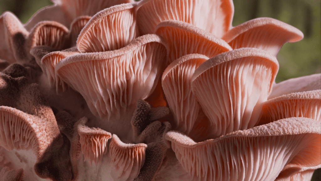 champignons fonctionnels