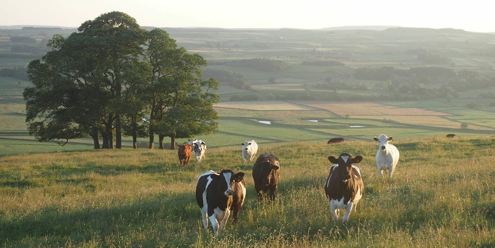 danone environnement