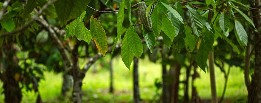 cacao cru