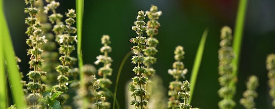 Graine de basilic, la source naturelle de fibres : bienfaits