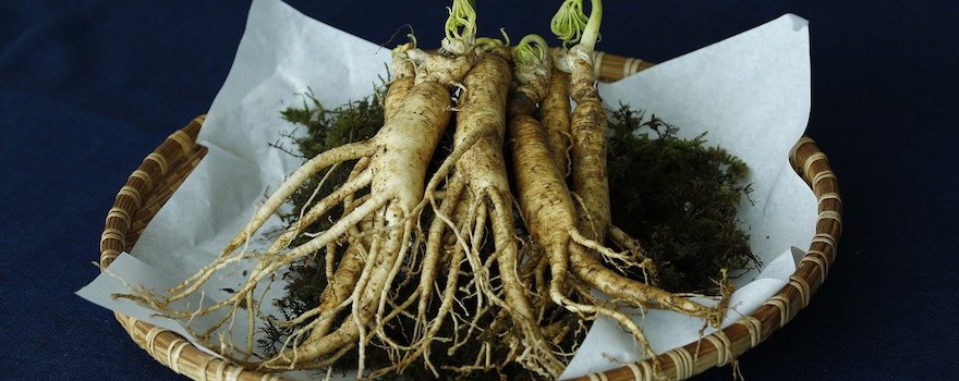 ginseng avis