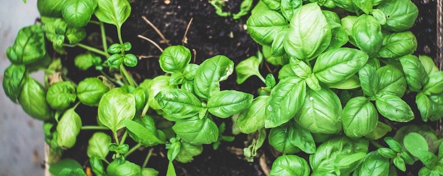 Selasih Ou Graine De Basilic, Est Une épice De La Plante De