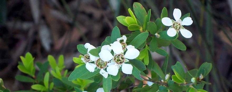 tea tree infections