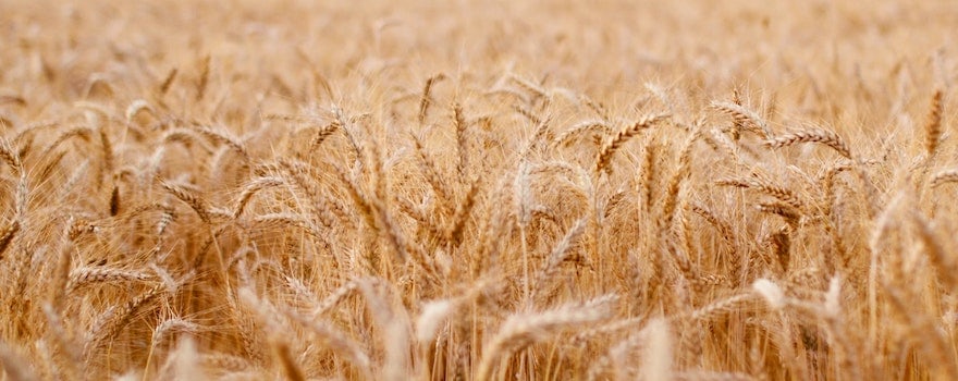 tableau des aliments riches en fibres