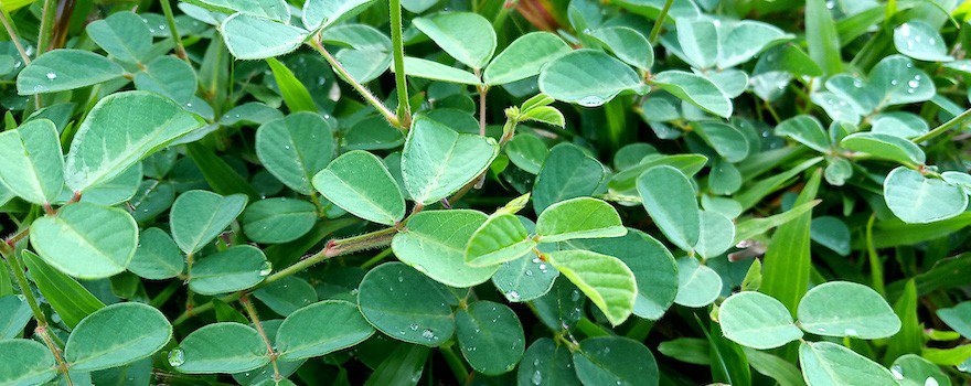 desmodium nausées