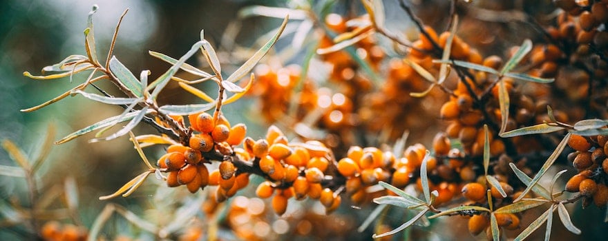 argousier fruit